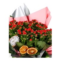 Kalanchoe Love & Kalonşo Bitkisi