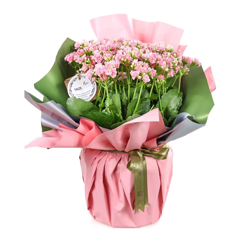Pastel Pink Büyük Kalanşo Bitkisi
