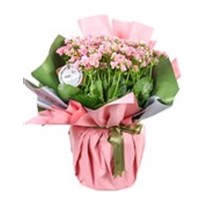 Pastel Pink Büyük Kalanşo Bitkisi