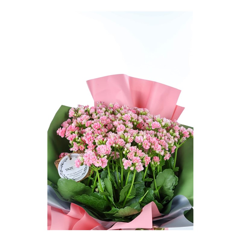 Pastel Pink Büyük Kalanşo Bitkisi