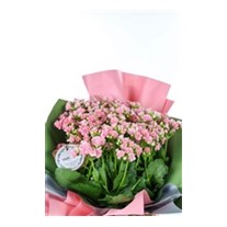 Pastel Pink Büyük Kalanşo Bitkisi