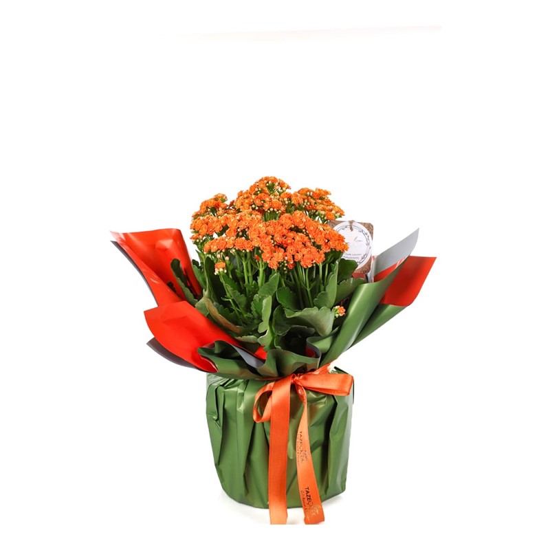 Joyful Orange Kalanchoe