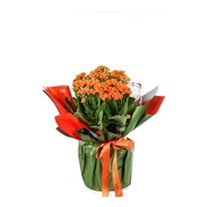 Joyful Orange Kalanchoe