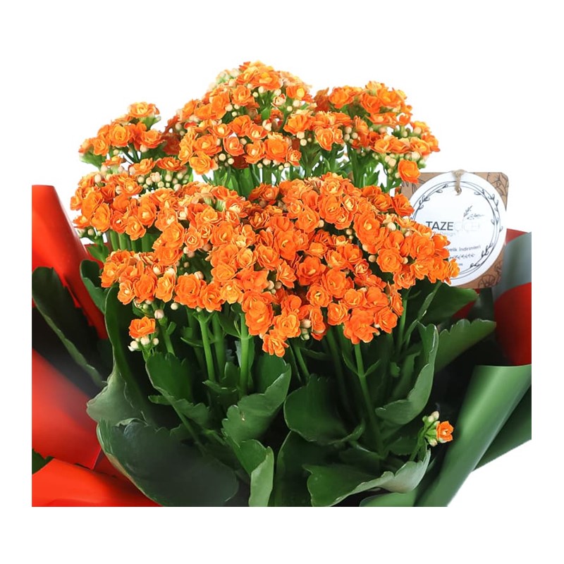 Joyful Orange Kalanchoe