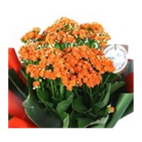 Joyful Orange Kalanchoe