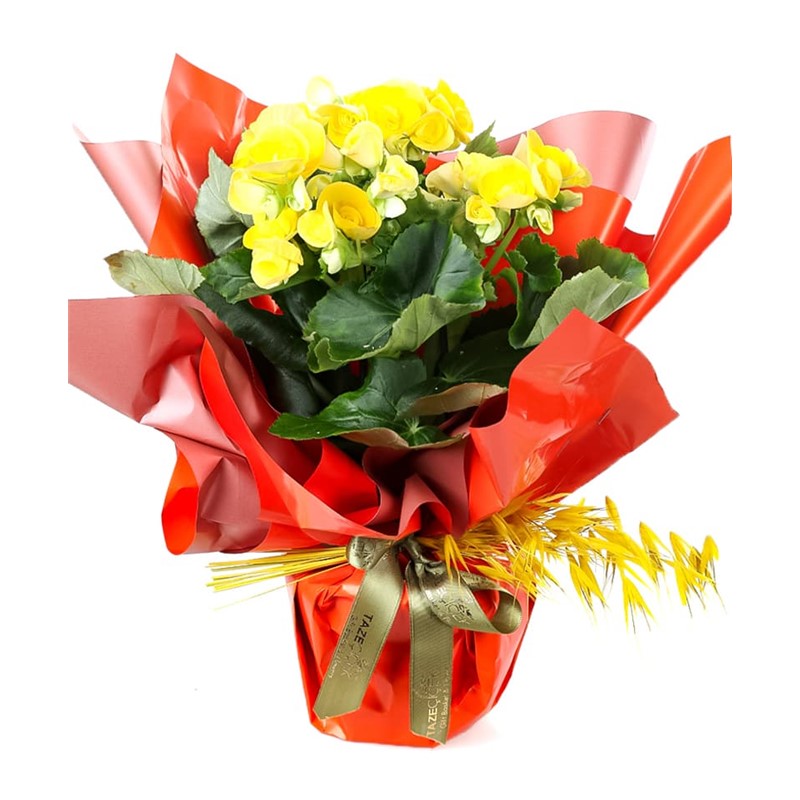 Yellow Begonya Delight