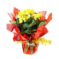 Yellow Begonya Delight