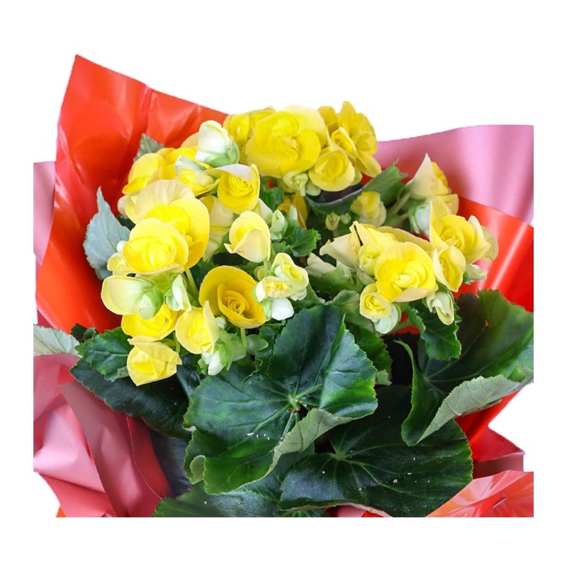 Yellow Begonya Delight