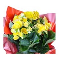 Yellow Begonya Delight