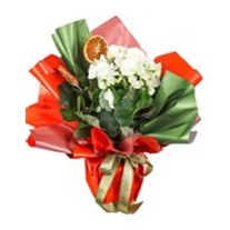 Blooming Begonya