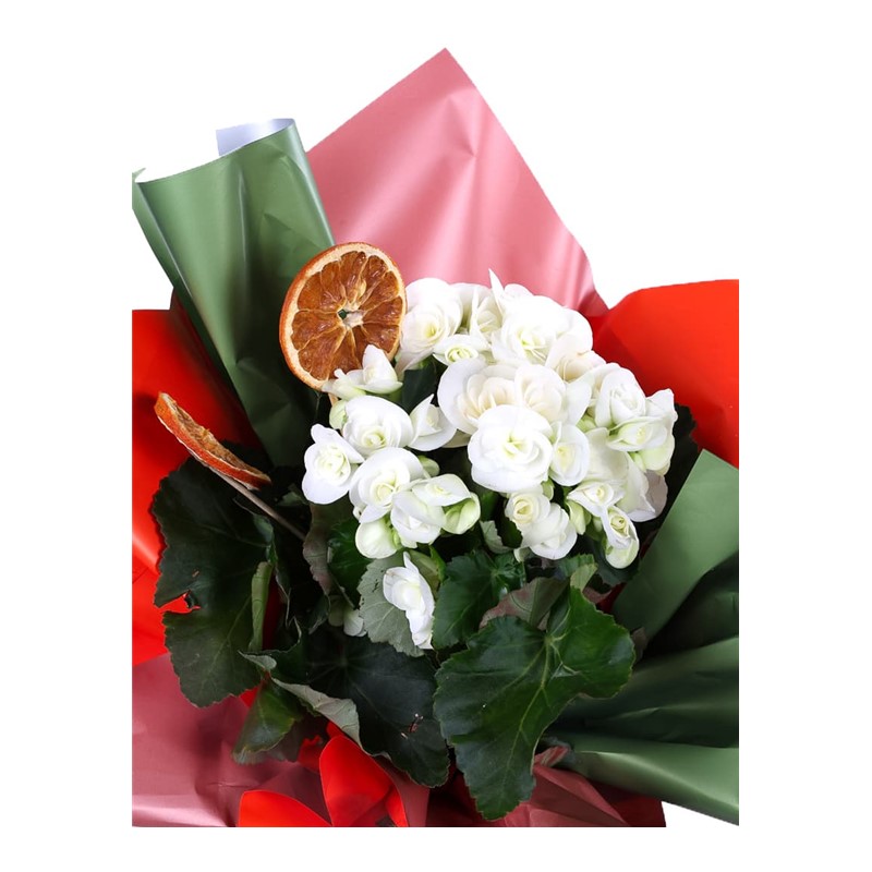 Blooming Begonya