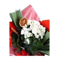 Blooming Begonya