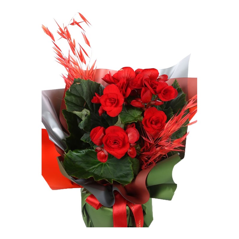 Begonya Love