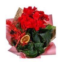 Begonya Elegance