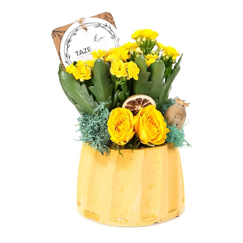 Sunny Fun Kalanchoe