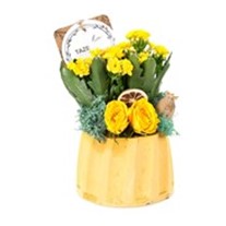 Sunny Fun Kalanchoe