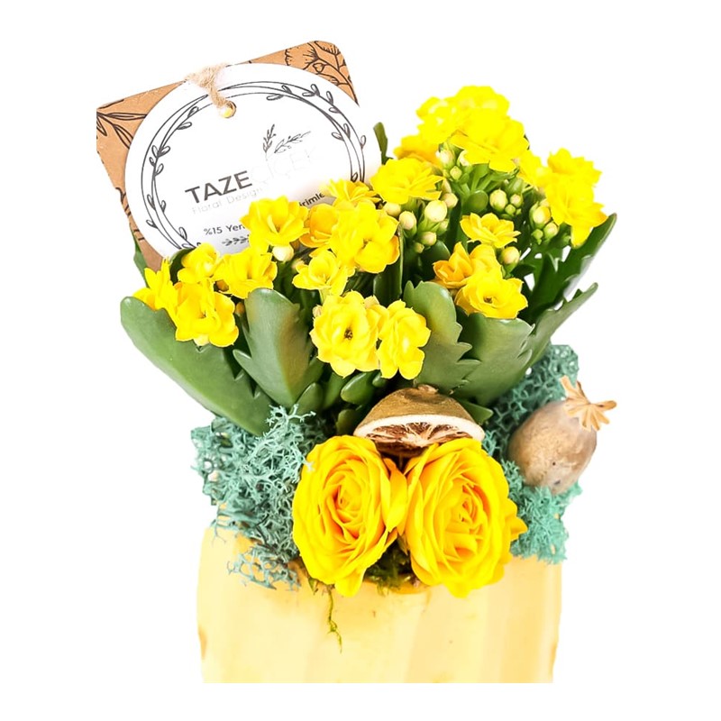 Sunny Fun Kalanchoe