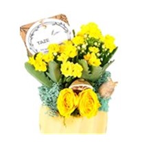 Sunny Fun Kalanchoe