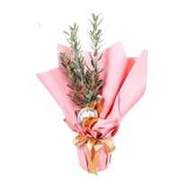 Olive Melody Zeytin Ağacı 30cm