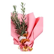 Olive Melody Zeytin Ağacı 30cm