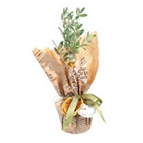Sacred Olive Zeytin Ağacı 30cm