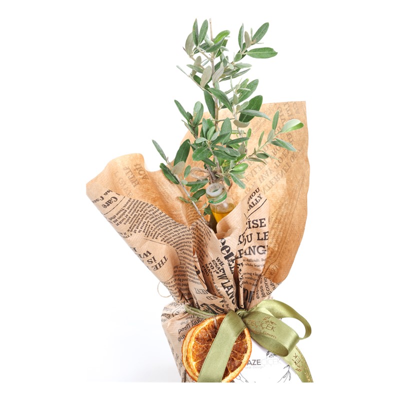 Sacred Olive Zeytin Ağacı 30cm