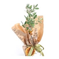Sacred Olive Zeytin Ağacı 30cm
