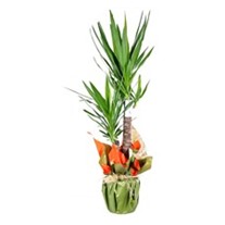 Yeşilin Enerjisi 2li Yukka Bitkisi
