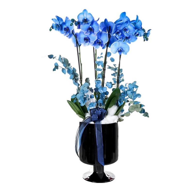 Blue Quatro Orkide