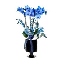 Blue Quatro Orkide