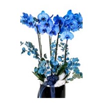 Blue Quatro Orkide