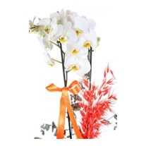White Willow Orkide