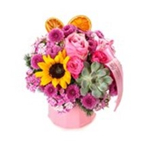 Girasol&Succulents Mix Aranjman