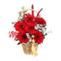 Dewdrop Bliss Kırmızı Gerbera Aranjmanı