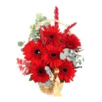 Dewdrop Bliss Kırmızı Gerbera Aranjmanı