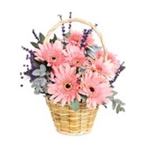 Sweet Suprise Pembe Gerbera Aranjmanı