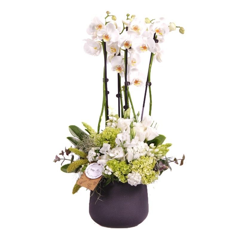 Blessing Orchid Arrangement