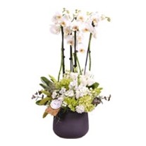 Blessing Orchid Arrangement