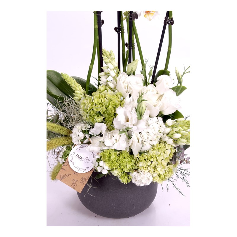 Blessing Orchid Arrangement