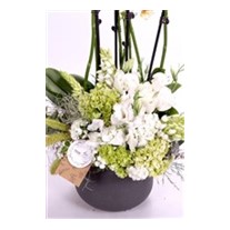 Blessing Orchid Arrangement