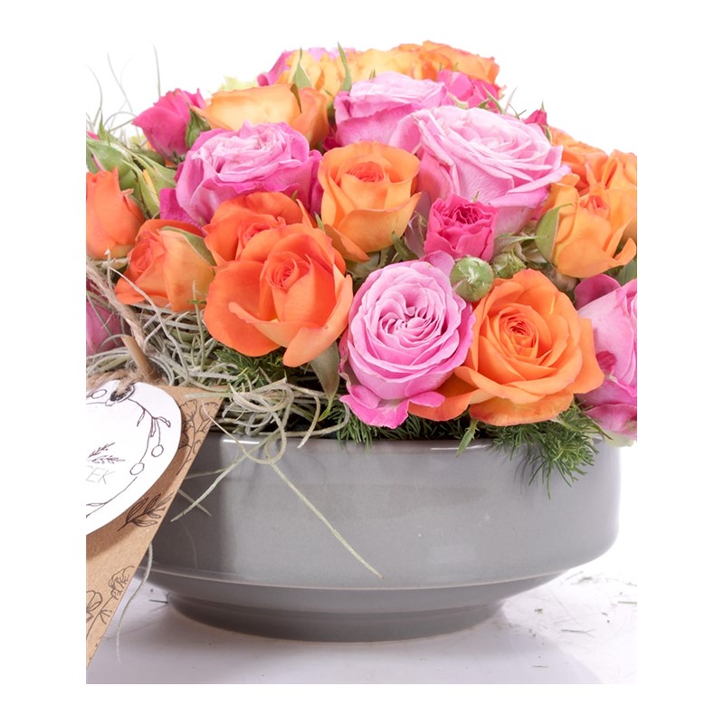 Rose Radiance Renkli Güller