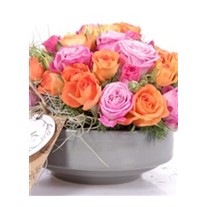 Rose Radiance Renkli Güller