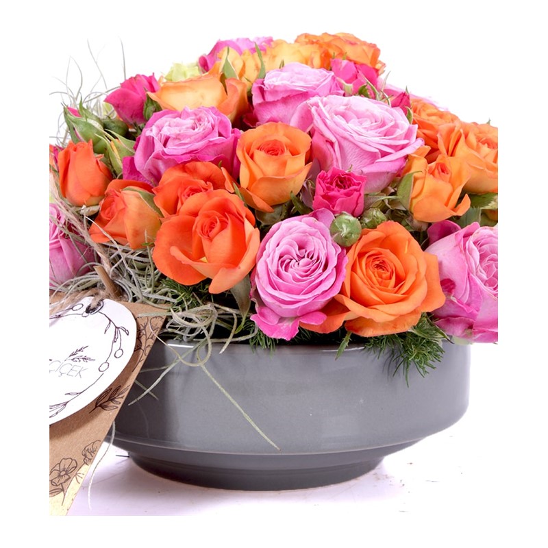 Rose Radiance Renkli Güller