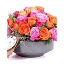 Rose Radiance Renkli Güller