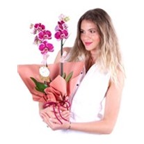 Double Sweet Purple Orkide