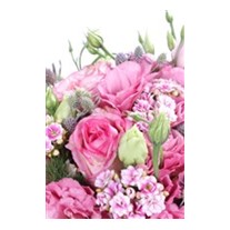 Like Pretty Pembe Lisyantuslar
