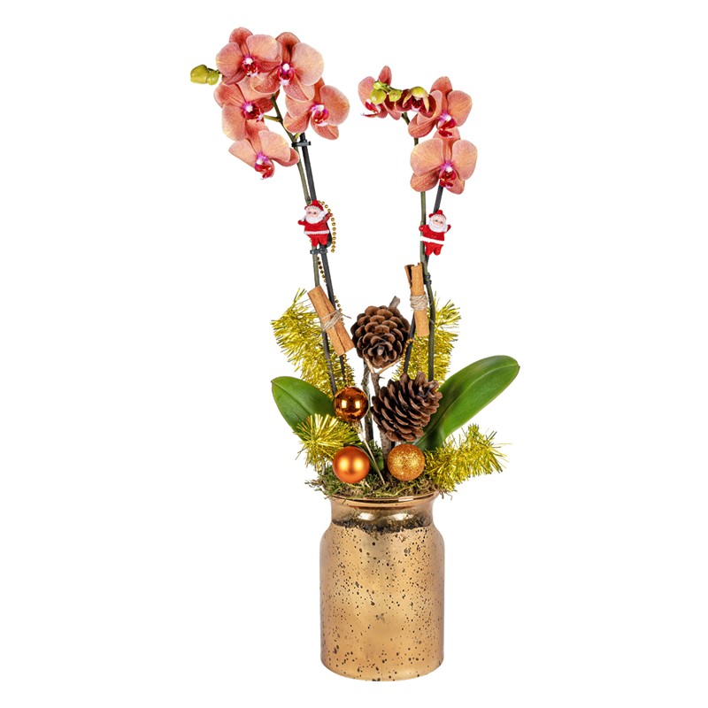 Orange Christmas Orchid