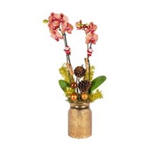 Orange Christmas Orchid