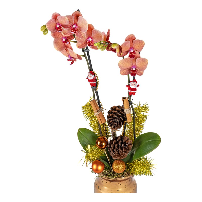 Orange Christmas Orchid