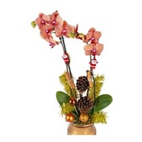 Orange Christmas Orchid